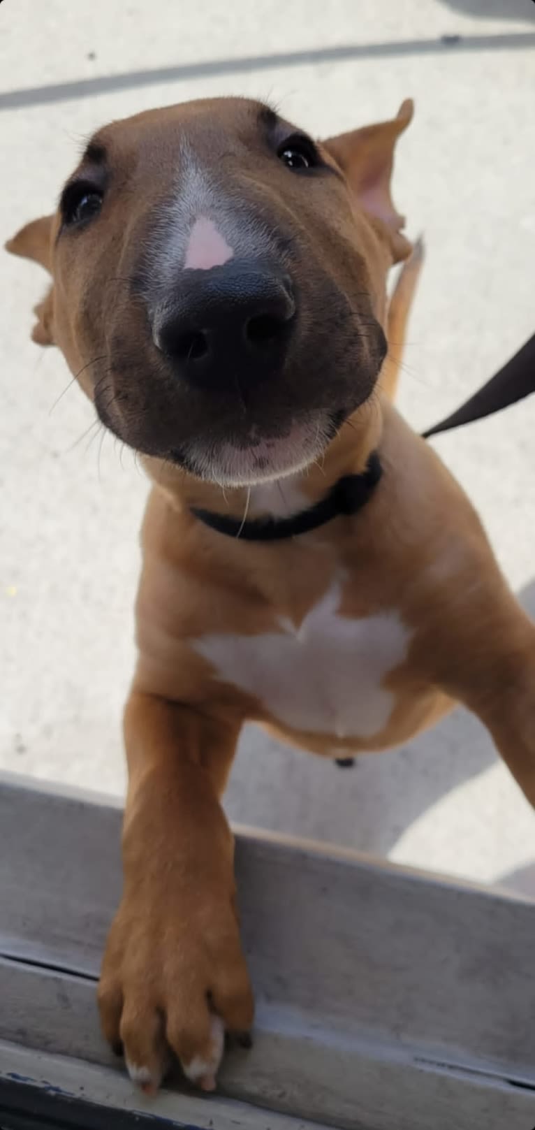 Chester, a Bull Terrier tested with EmbarkVet.com