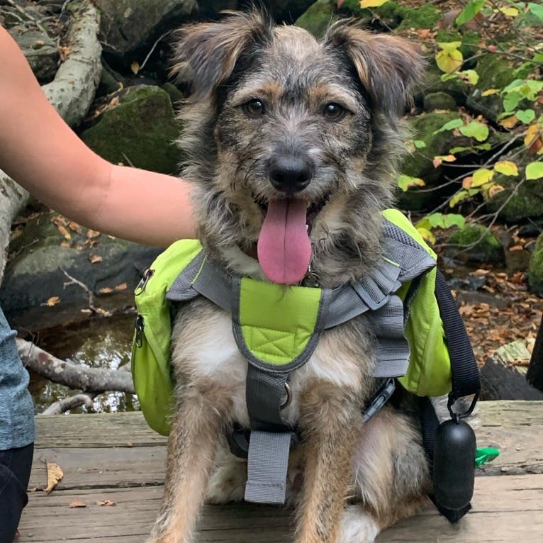 Elliott, a Rat Terrier and Australian Cattle Dog mix tested with EmbarkVet.com