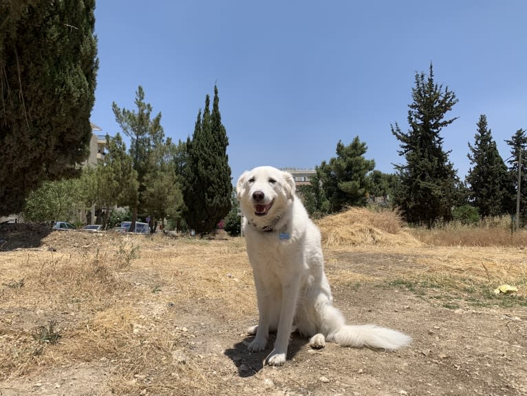 Abigail, an Eastern European Village Dog tested with EmbarkVet.com