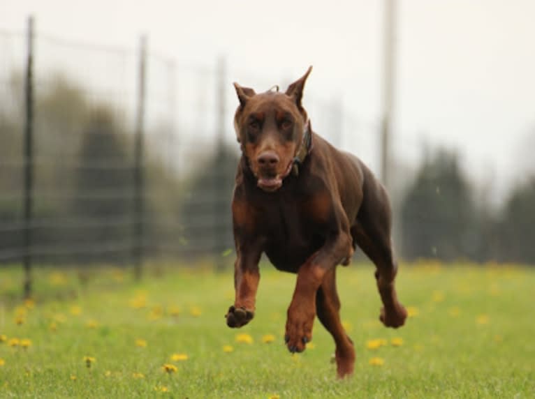 Han's Hatteras Sound, a Doberman Pinscher tested with EmbarkVet.com