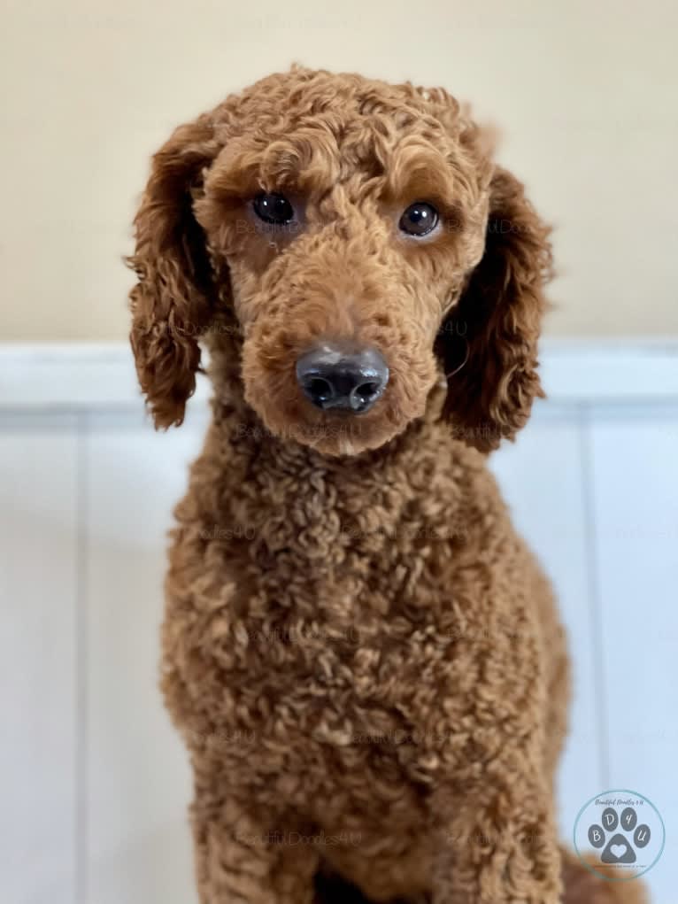 PHOENIX, a Poodle tested with EmbarkVet.com