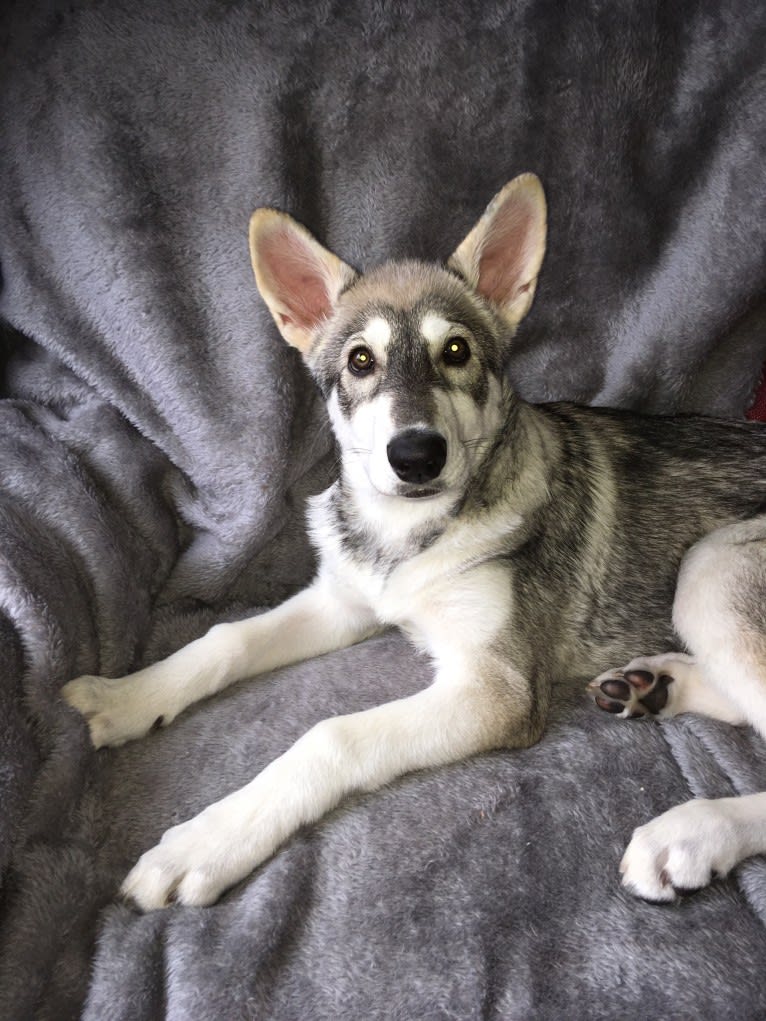 Lady a dog tested with EmbarkVet.com