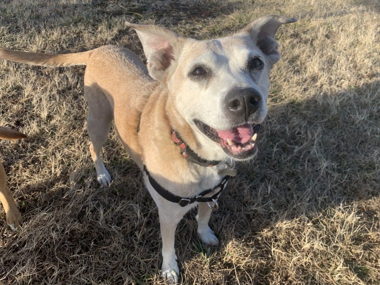 Roxie, a Boxer and Brittany mix tested with EmbarkVet.com