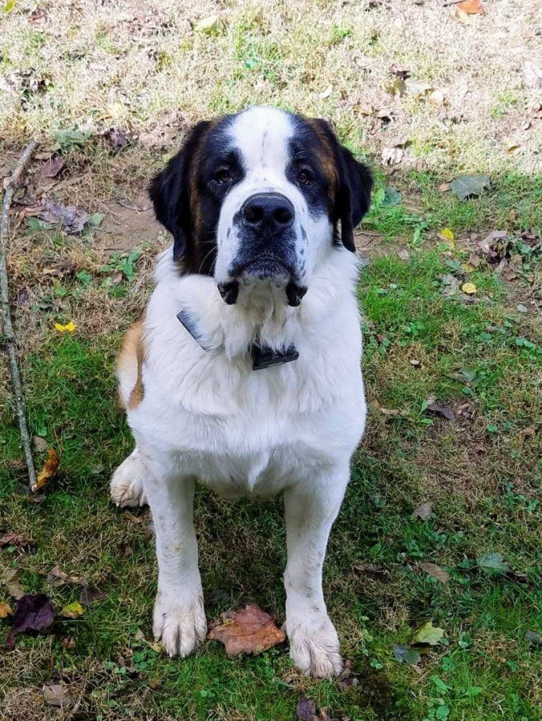 Thor, a Saint Bernard tested with EmbarkVet.com