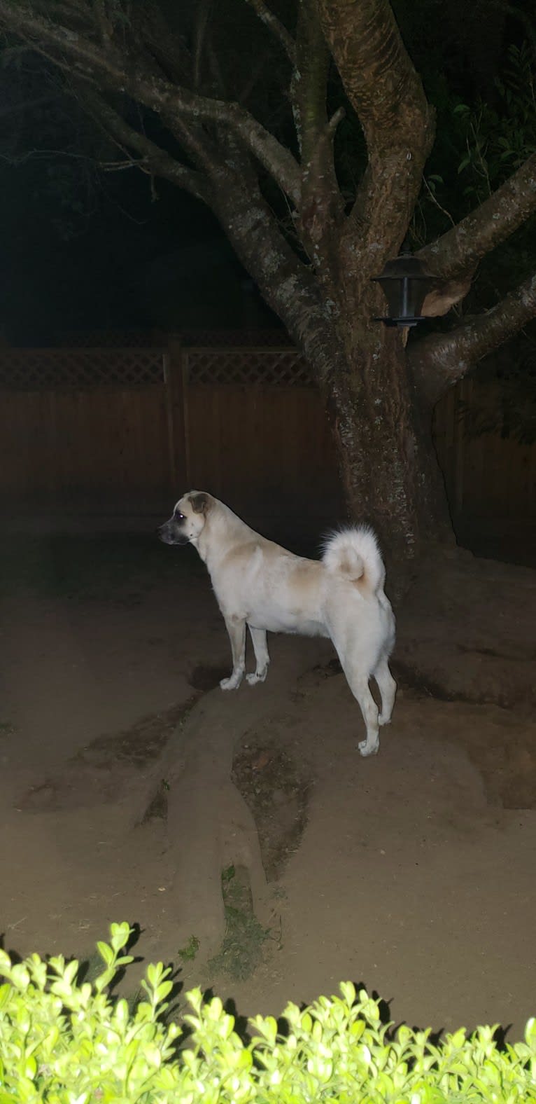 Marley, a Great Pyrenees and Australian Cattle Dog mix tested with EmbarkVet.com