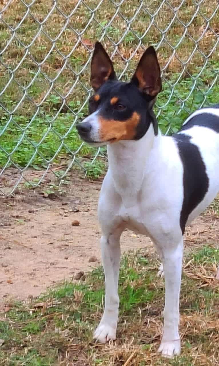 Hemi, a Rat Terrier tested with EmbarkVet.com