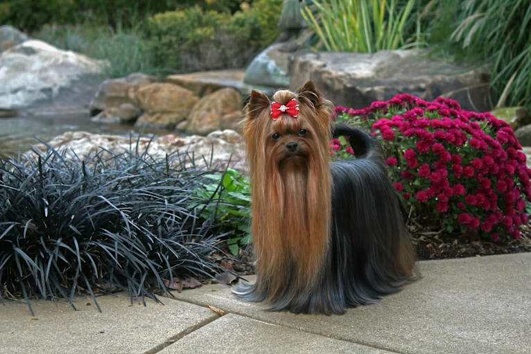 Tito, a Yorkshire Terrier tested with EmbarkVet.com