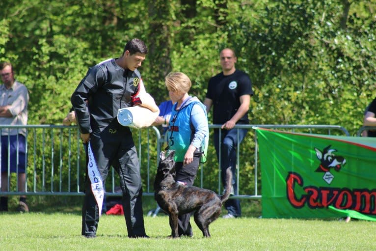 Nike des las Flores, a Dutch Shepherd tested with EmbarkVet.com