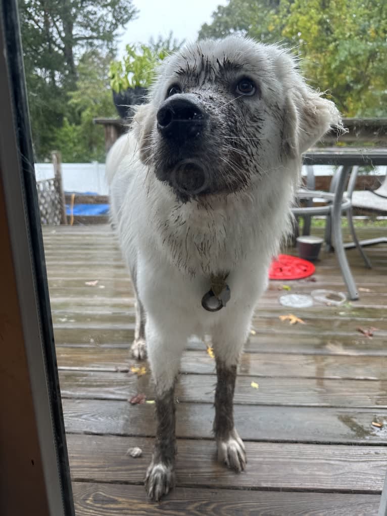 Tundra, a Great Pyrenees tested with EmbarkVet.com