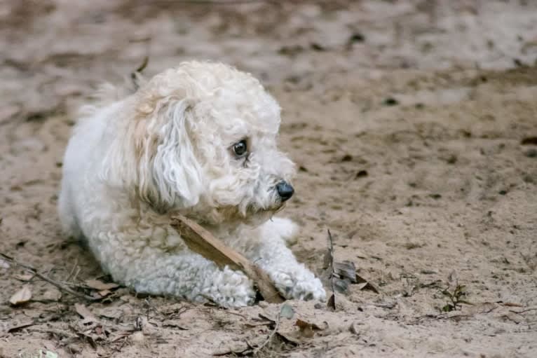 Opee, a Poodle (Small) and Chihuahua mix tested with EmbarkVet.com