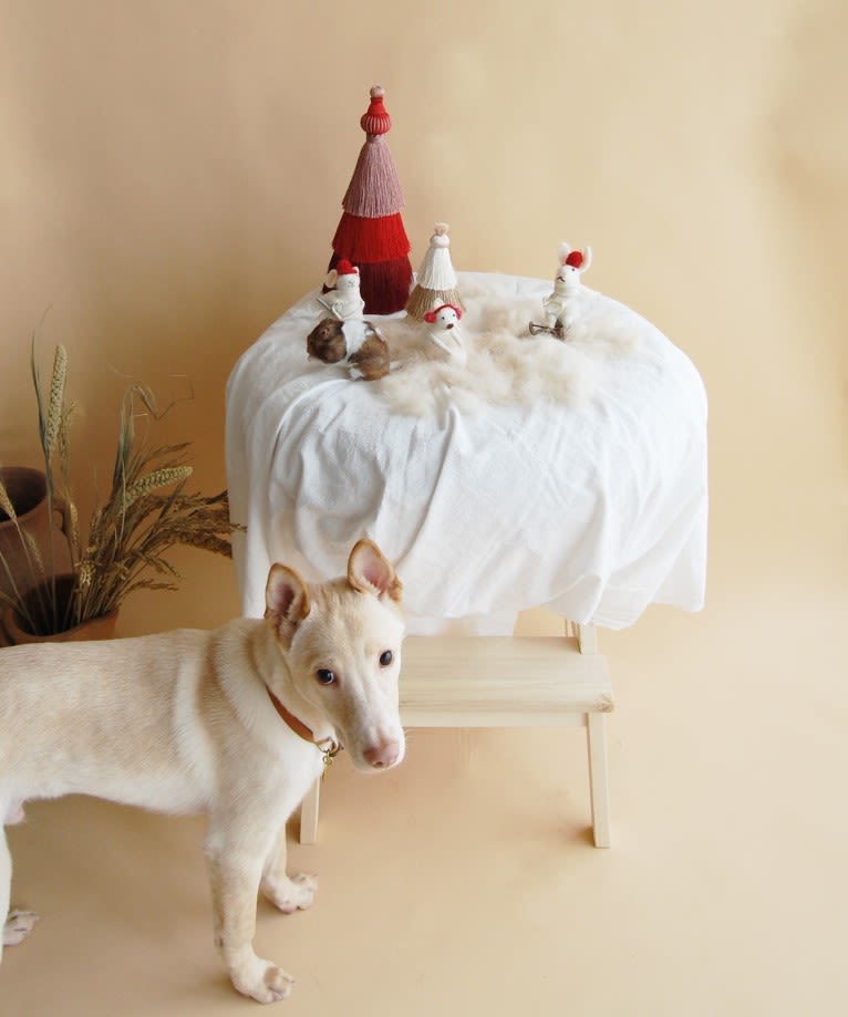 Linen, a Southeast Asian Village Dog tested with EmbarkVet.com