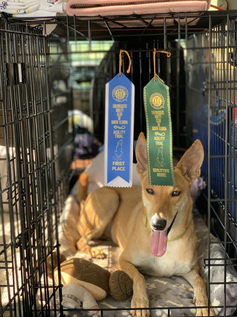 Banbury Cross Mochi, a Carolina Dog tested with EmbarkVet.com