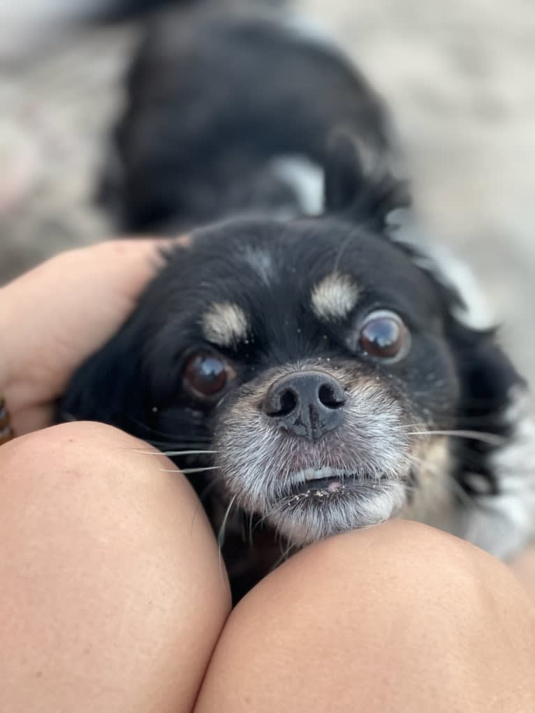 Gizmo, a Pekingese and Rat Terrier mix tested with EmbarkVet.com