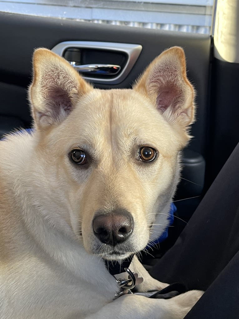 Nala, a Labrador Retriever and Chow Chow mix tested with EmbarkVet.com