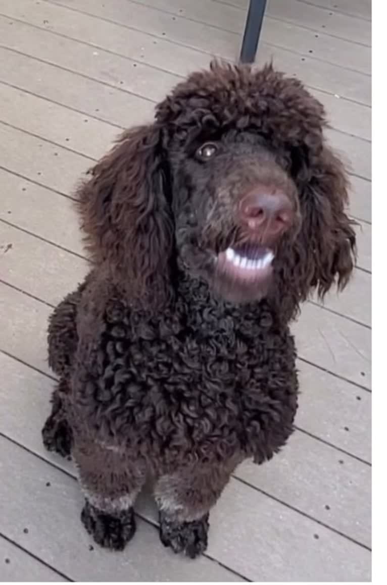 Dewy, a Poodle (Standard) tested with EmbarkVet.com