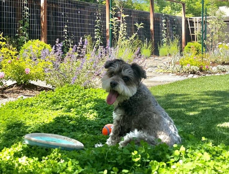 Bayley, a Miniature Schnauzer and Pomeranian mix tested with EmbarkVet.com