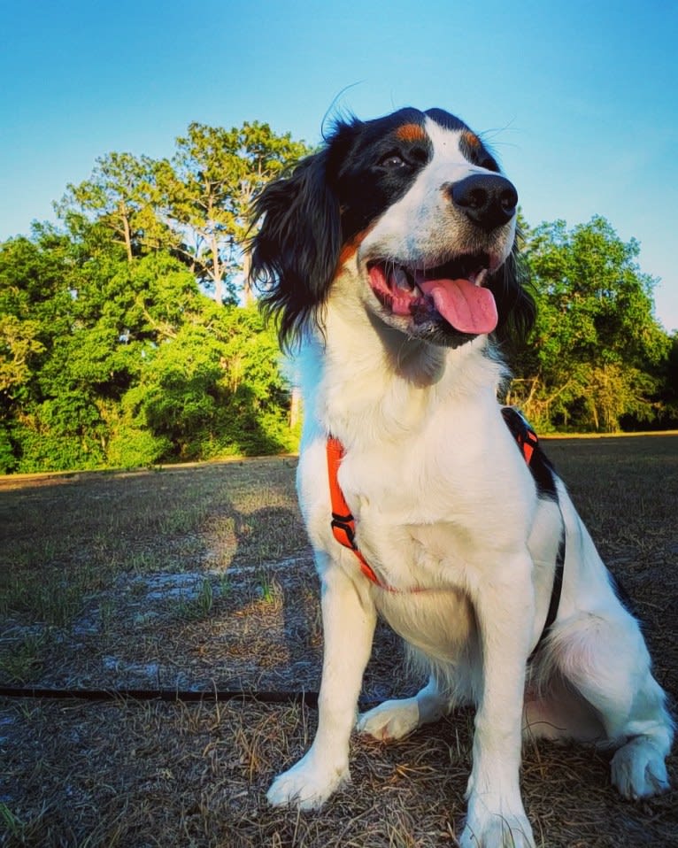 Poet, a Nederlandse Kooikerhondje tested with EmbarkVet.com