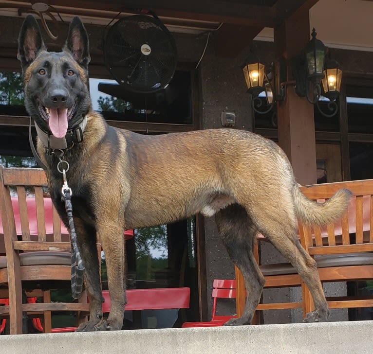 Kid, a Belgian Shepherd tested with EmbarkVet.com