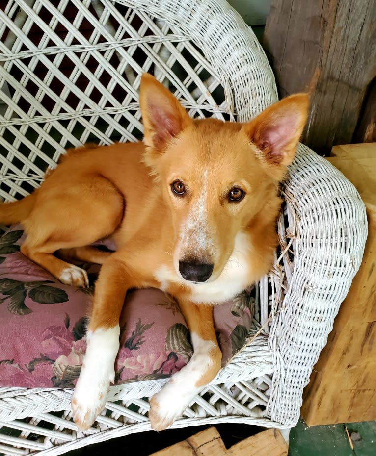 Antosha, an Arabian Village Dog tested with EmbarkVet.com