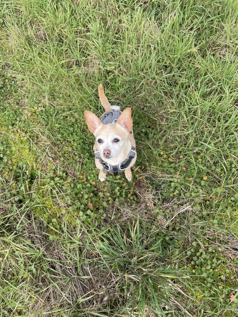 Rylie, a Chihuahua tested with EmbarkVet.com