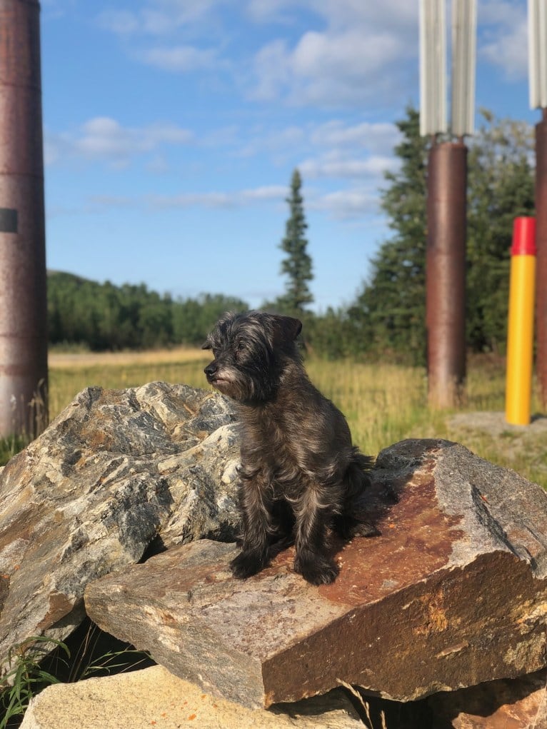 Toto, a Yorkshire Terrier and Dachshund mix tested with EmbarkVet.com