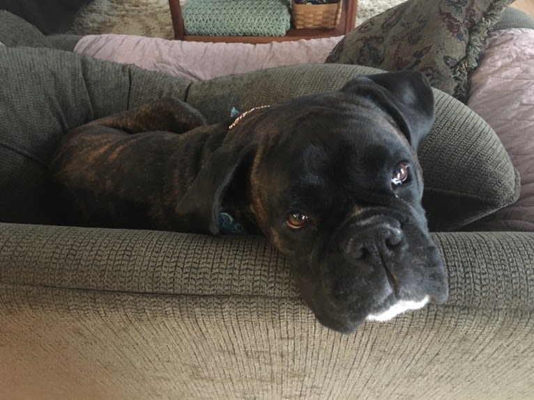 Murray, a Boxer tested with EmbarkVet.com