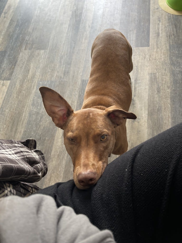 Bristol, an American Pit Bull Terrier and Doberman Pinscher mix tested with EmbarkVet.com