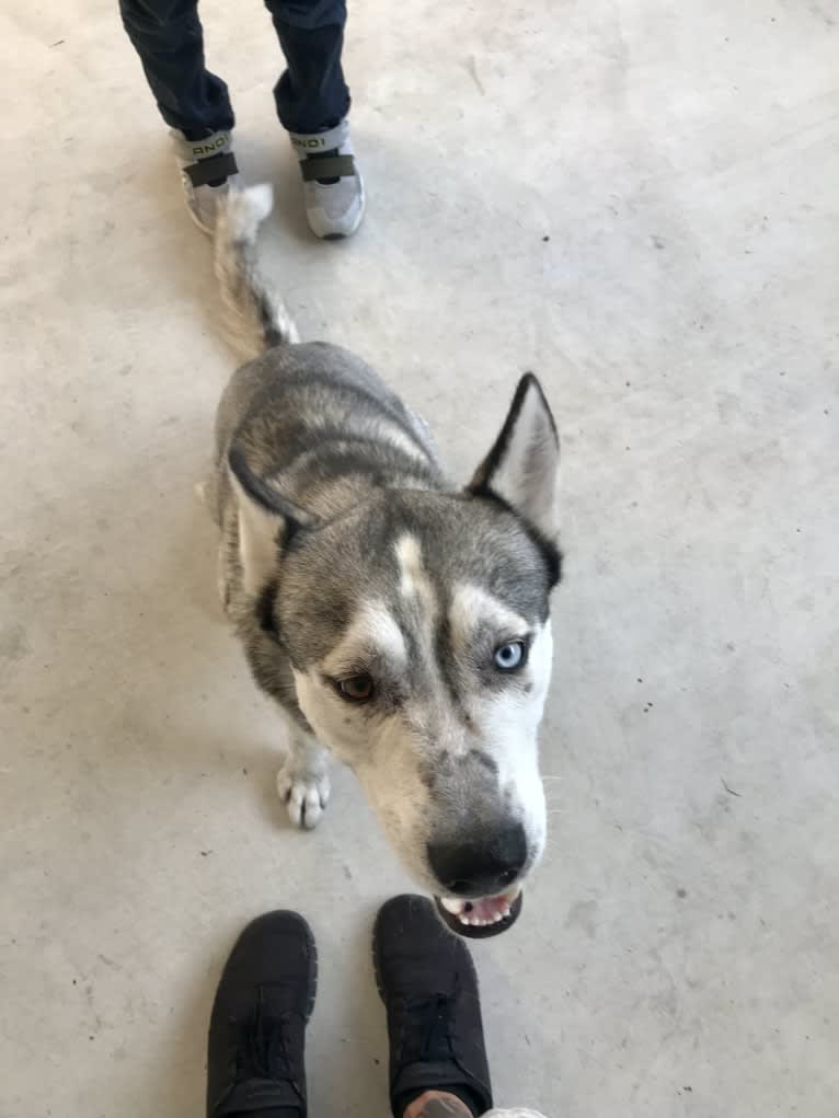 Bastion, a Siberian Husky and Alaskan Malamute mix tested with EmbarkVet.com