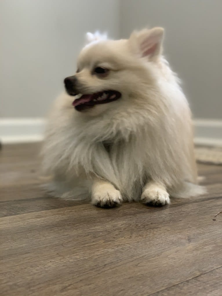 Koda, a Pomeranian tested with EmbarkVet.com