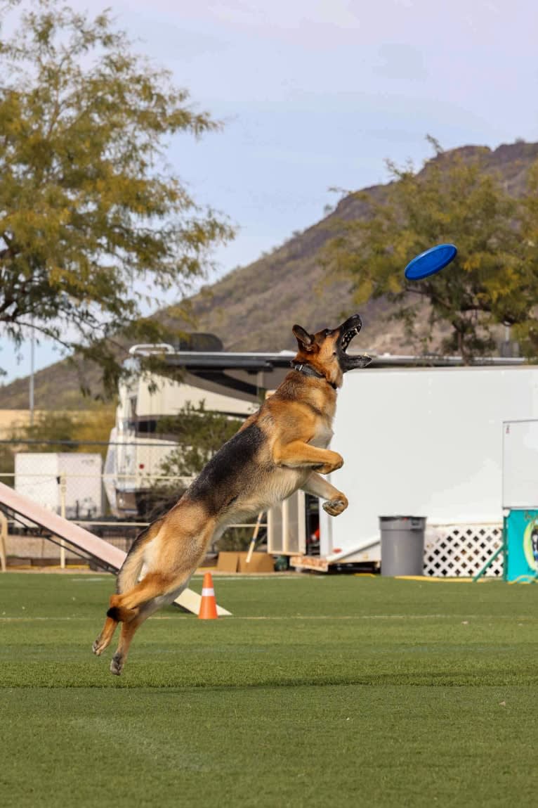 Jonas, a German Shepherd Dog tested with EmbarkVet.com