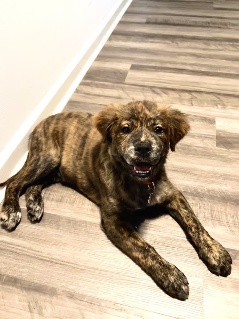 Rudder, a Labrador Retriever and Chow Chow mix tested with EmbarkVet.com