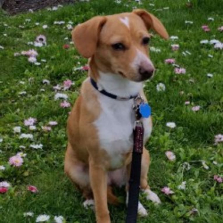 Marnie, a Chihuahua and Dachshund mix tested with EmbarkVet.com