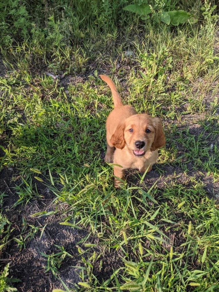 Einstein, a Golden Retriever tested with EmbarkVet.com