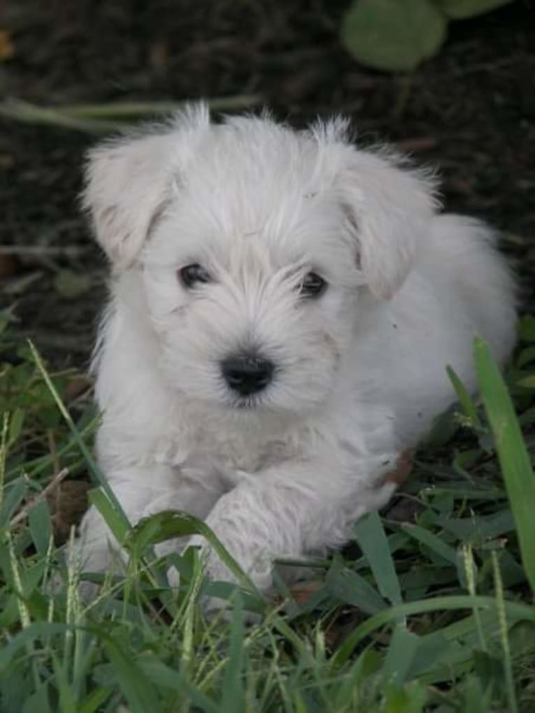 Sailor, a Miniature Schnauzer tested with EmbarkVet.com