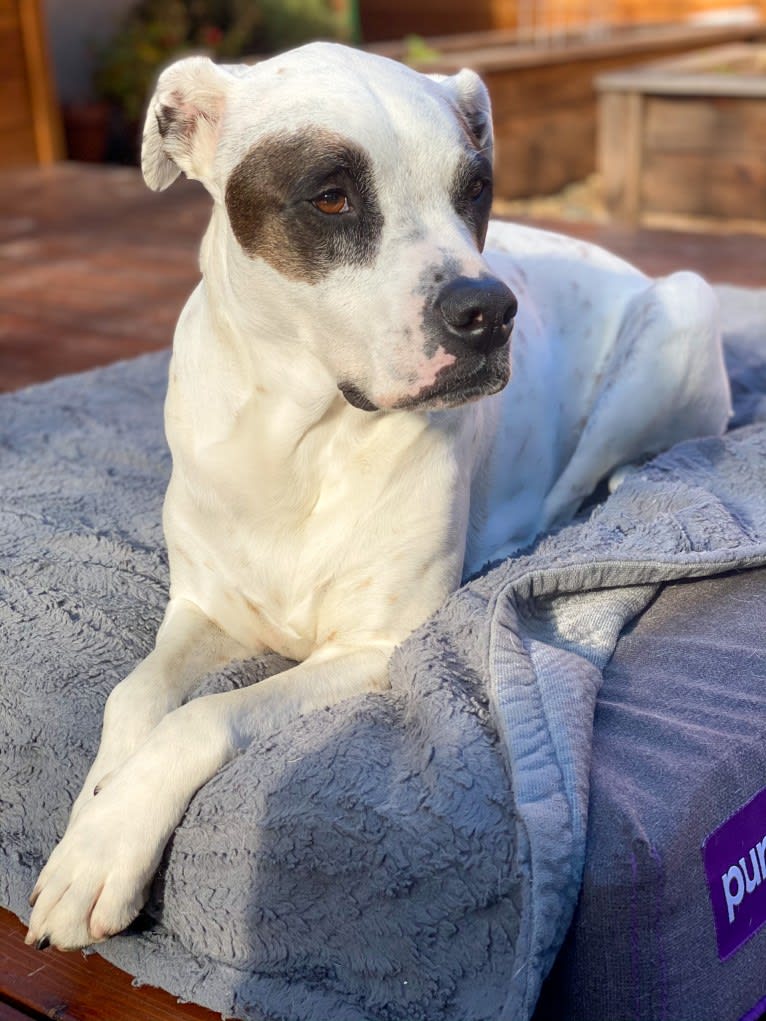 Aubin, an American Bulldog and Brittany mix tested with EmbarkVet.com