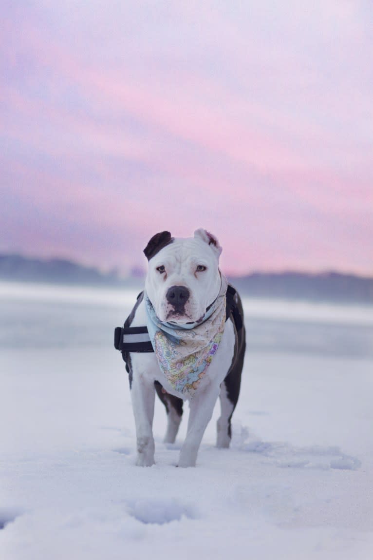 Swizzy, an American Staffordshire Terrier tested with EmbarkVet.com