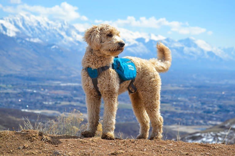 Bunker, a Goldendoodle tested with EmbarkVet.com