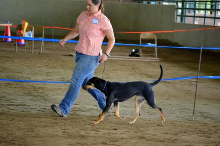 Halo, a Catahoula Leopard Dog tested with EmbarkVet.com