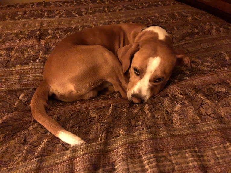 Photo of Rocky, a Chihuahua, American Pit Bull Terrier, Poodle (Small), Cocker Spaniel, Dachshund, and Mixed mix in Ohio, USA