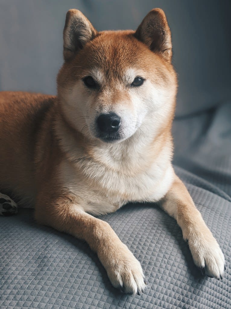 Kuma, a Shiba Inu tested with EmbarkVet.com