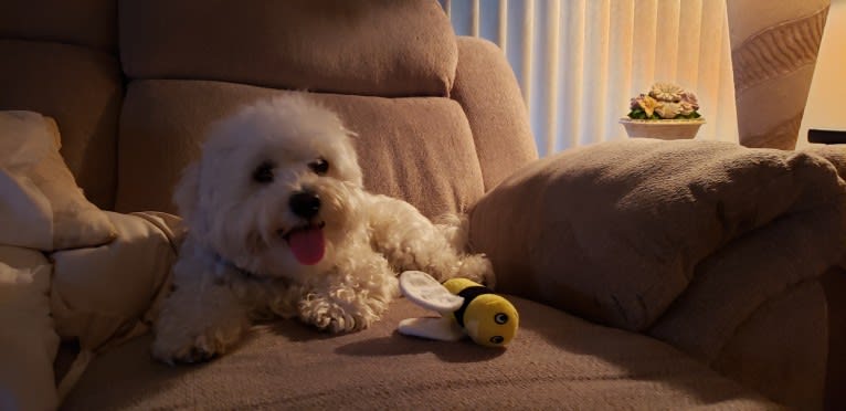 Benji, a Poodle (Small) and Bichon Frise mix tested with EmbarkVet.com