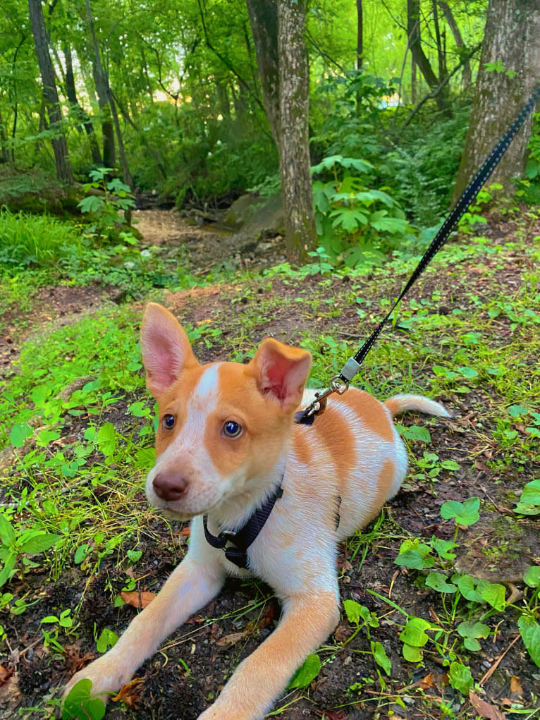 Lou, an Australian Cattle Dog and Australian Shepherd mix tested with EmbarkVet.com