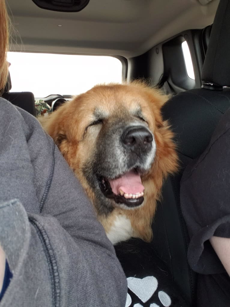 Tormund, a Hong Kong Village Dog and Great Pyrenees mix tested with EmbarkVet.com