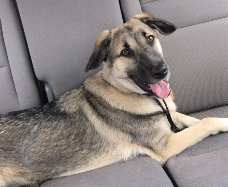 Smudge, a Central Asian Village Dog tested with EmbarkVet.com