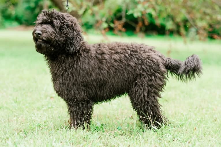 Andi, a Barbet tested with EmbarkVet.com