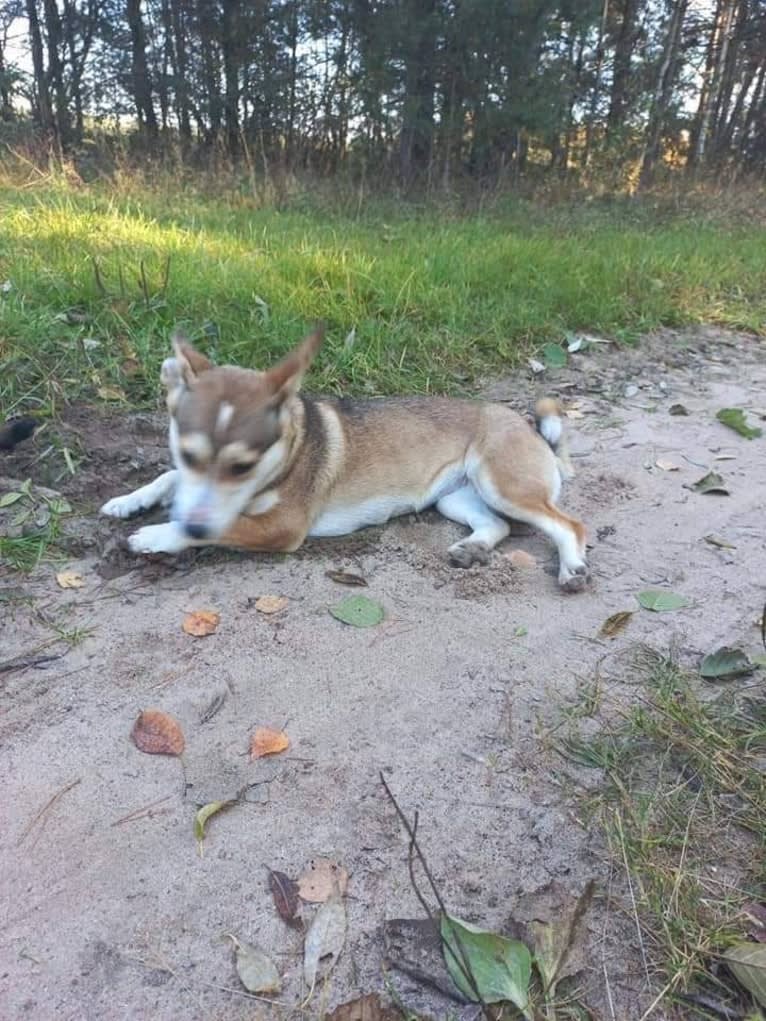 Bella, an Eastern European Village Dog tested with EmbarkVet.com