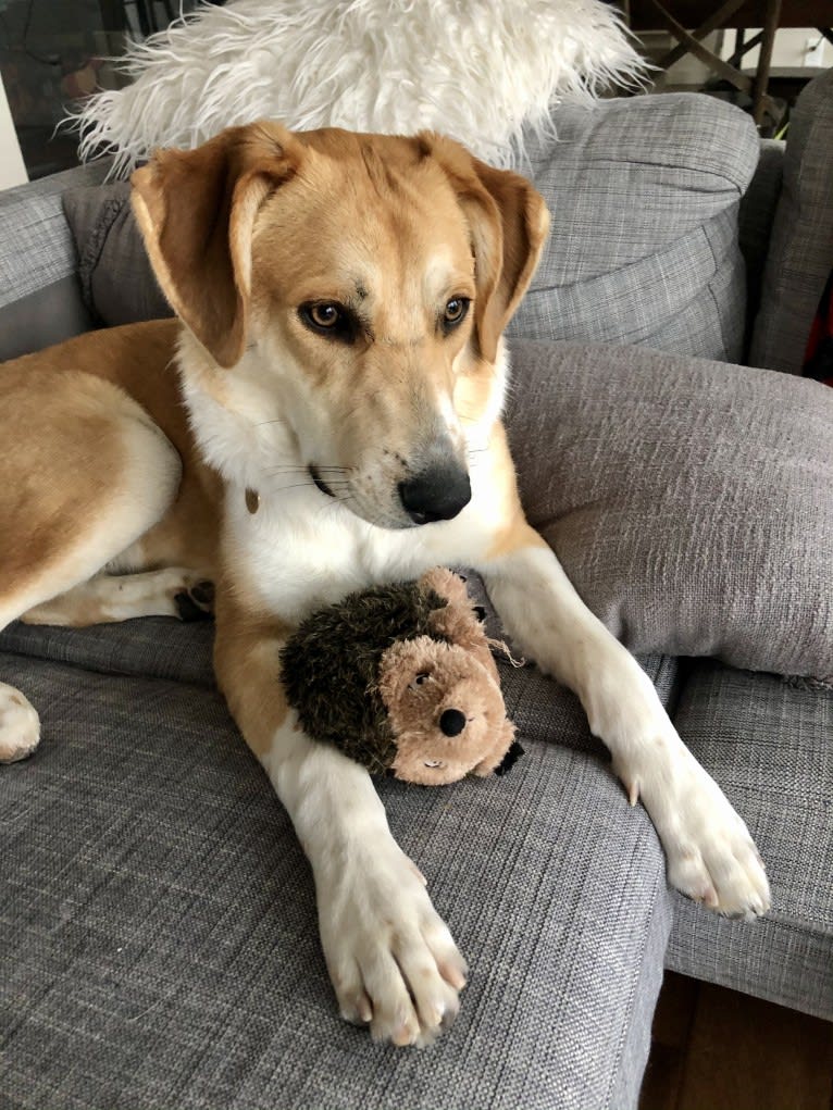 Bear, a Great Pyrenees and Australian Cattle Dog mix tested with EmbarkVet.com