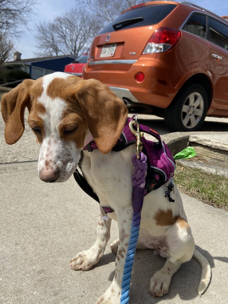 Texie, a Pointer and Llewellin Setter mix tested with EmbarkVet.com