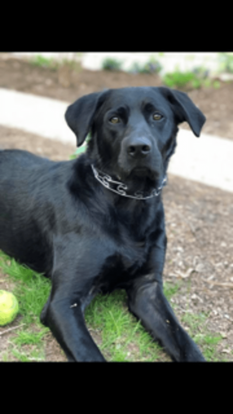 Rocco, a Labrador Retriever and Border Collie mix tested with EmbarkVet.com