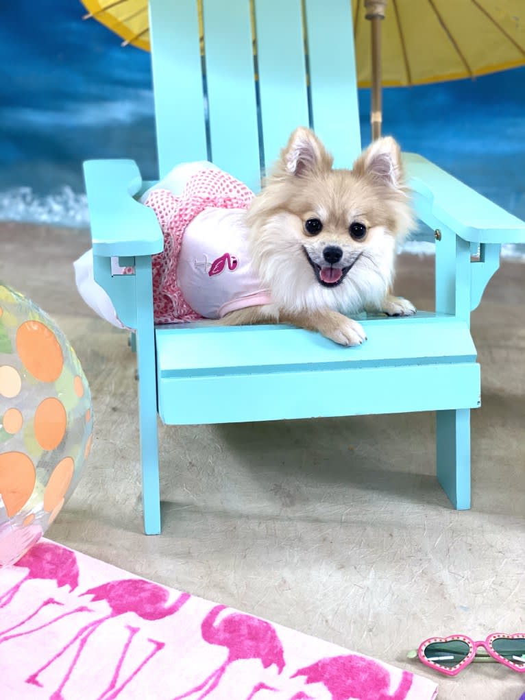 Okami, a Pomeranian tested with EmbarkVet.com
